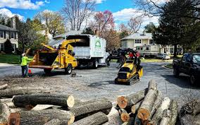 How Our Tree Care Process Works  in  Hart, TX