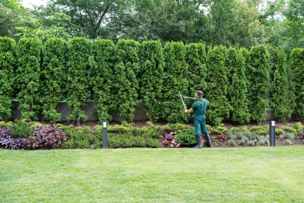 Professional Tree Services in Hart, TX